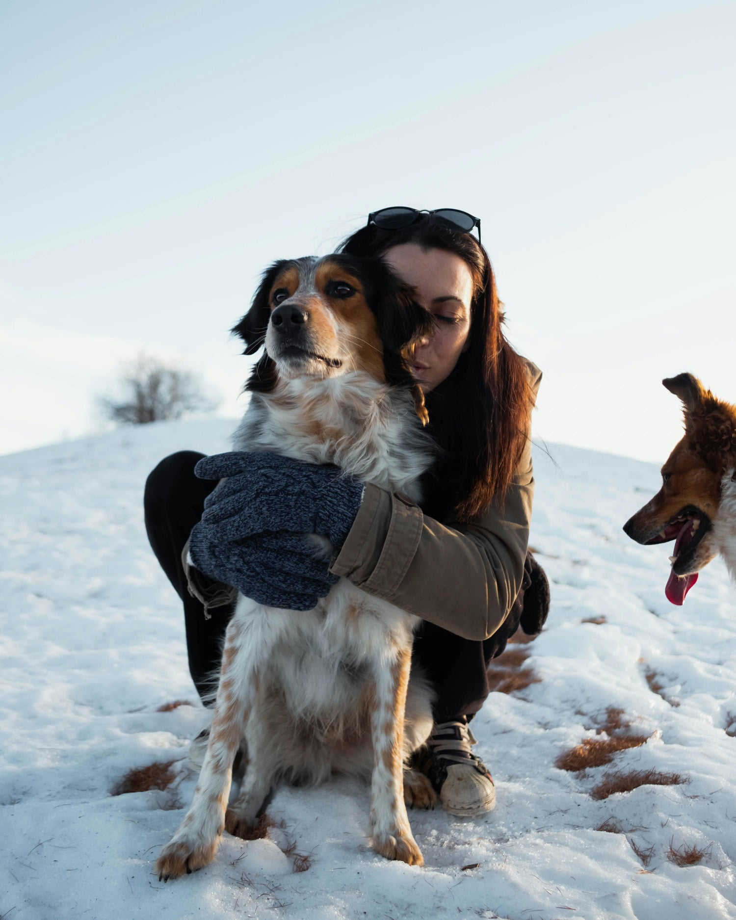 Articles pour chiens