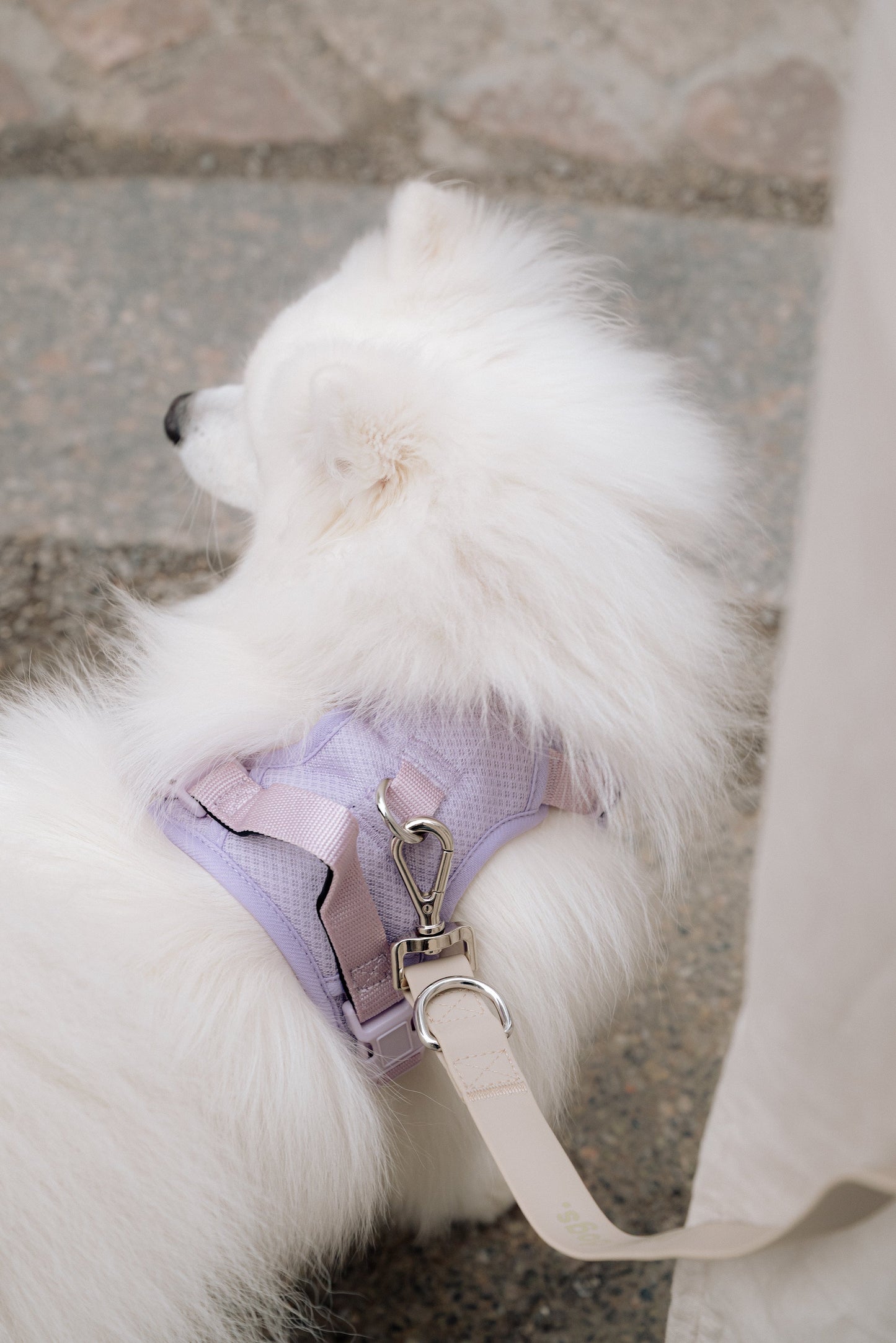 Ensemble Lilas – Harnais, Collier et Laisse pour Chien