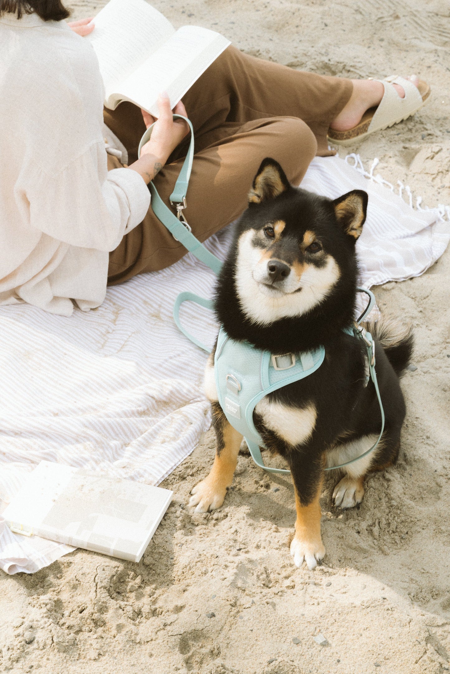 Ensemble Breeze – Harnais, Collier et Laisse pour Chien