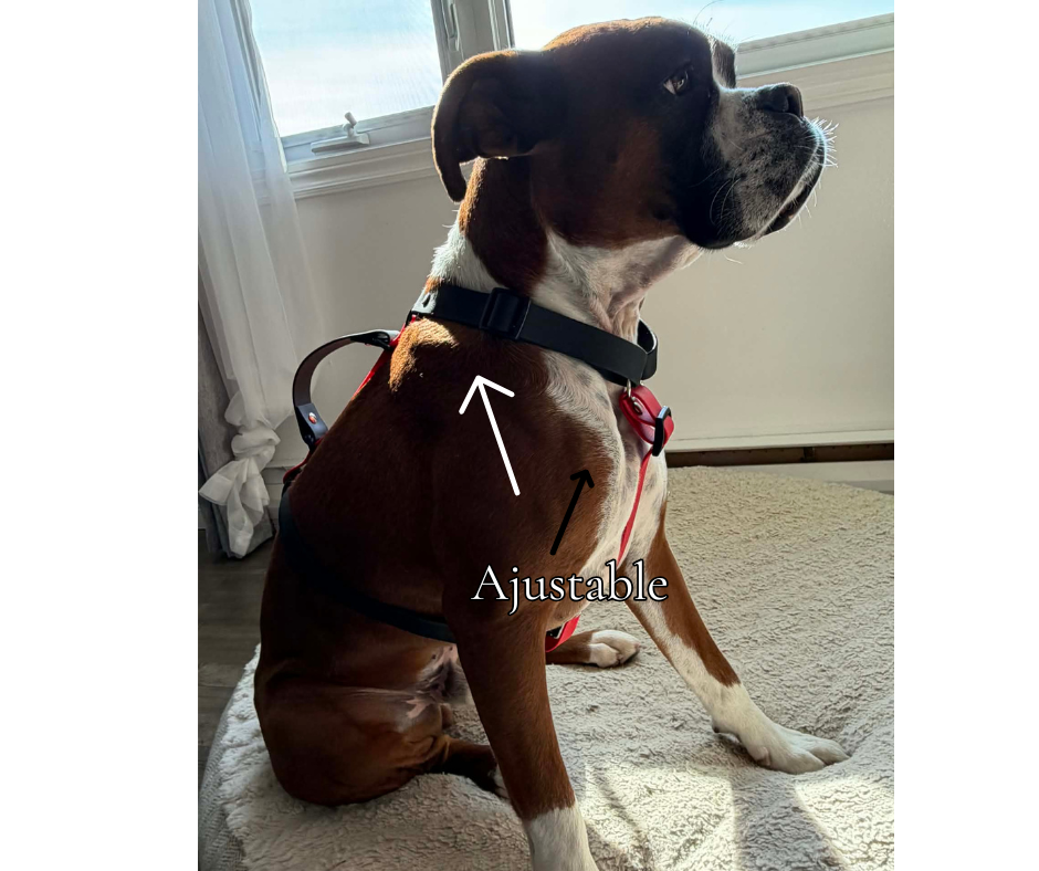 Harnais sur mesure en BioThane pour chien – Fait main au Québec