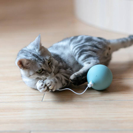 Balle Électrique Interactive – Jouet Stimulant pour Chats - Montoutous