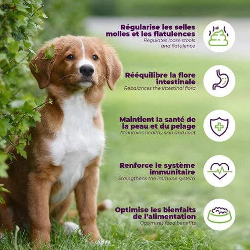 Probio+ – Pré & Probiotiques Naturels pour Chiens & Chiots - Montoutous