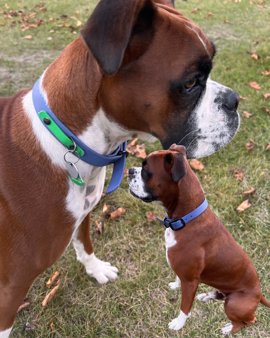 Collier pour chien en BioThane – Boucle classique