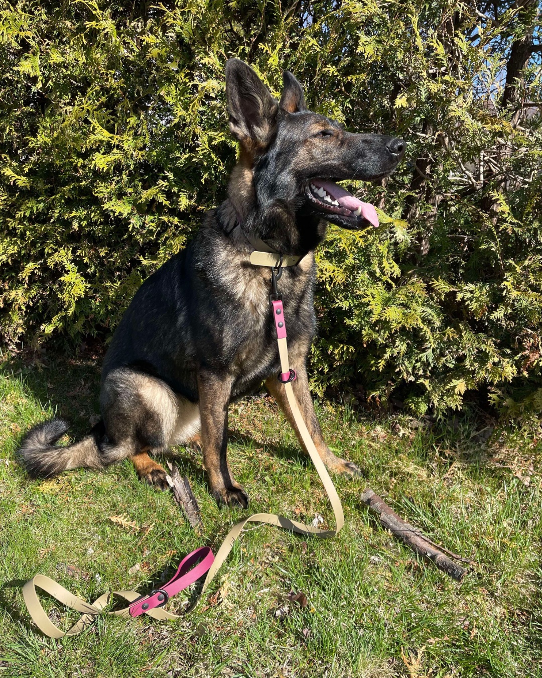 Laisse pour Chien en Biothane – Fait Main au Québec