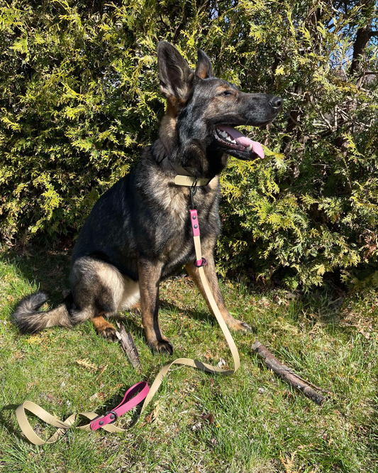 Laisse pour chien en BioThane – Fait main au Québec