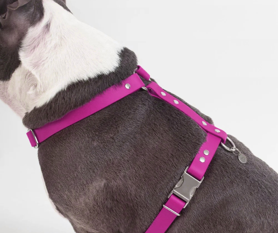 Harnais sur mesure en BioThane pour chien – Fait main au Québec