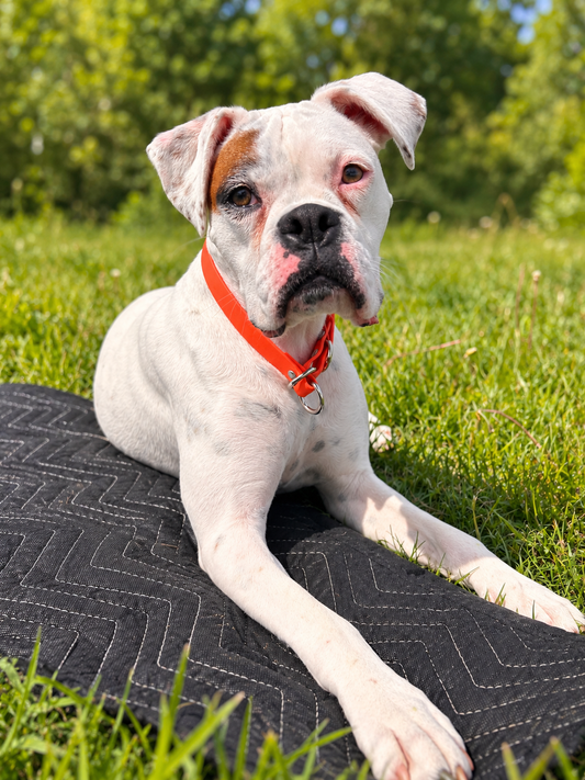 Collier Slip en BioThane pour chien - Fait Main au Québec