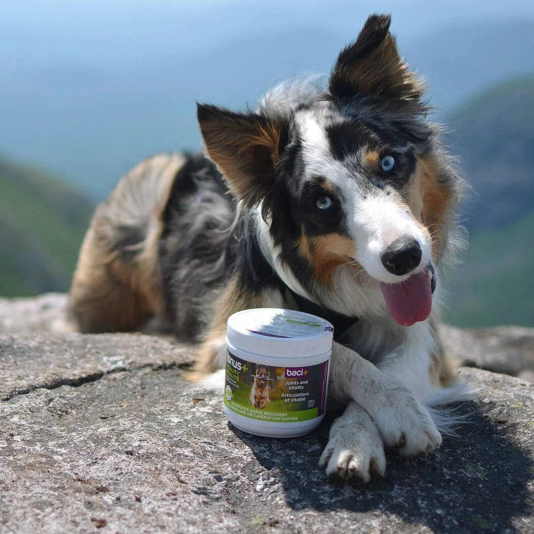 Tonus+ – Soutien Articulaire & Vitalité pour Chiens Actifs - Montoutous