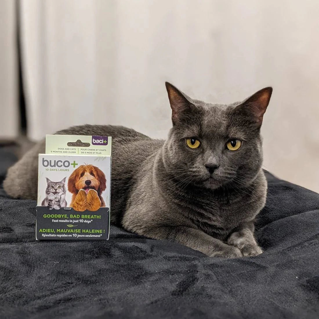 Buco+ 10 Jours – Traitement Express Mauvaise Haleine pour Chiens & Chats - Montoutous