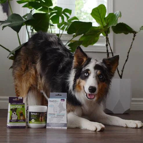 Trousse Vitalité & Soins Complets pour Chiens Adultes +15KG – Articulations, Digestion et Hygiène - Montoutous