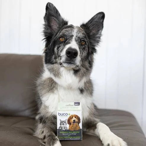 Buco+ 10 Jours – Traitement Express Mauvaise Haleine pour Chiens & Chats - Montoutous