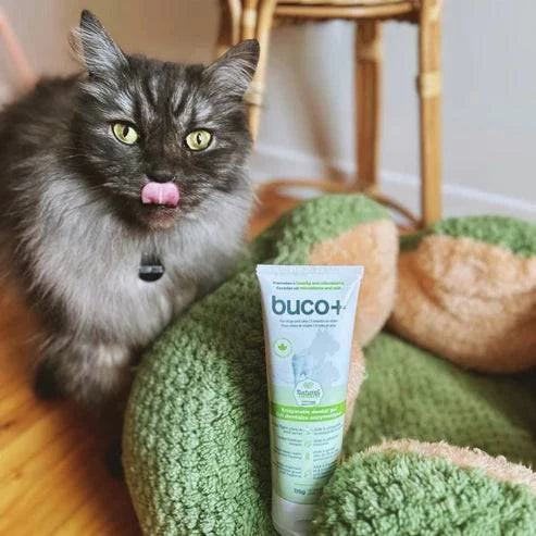 gel dentaire buco+ | soin enzymatique | chats et chiens - Montoutous