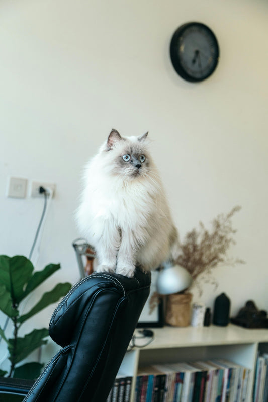 Collier en Biothane pour chat - fait main au Québec
