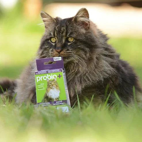 Probio+ – Pré & Probiotiques Naturels pour Chats & Chatons - Montoutous