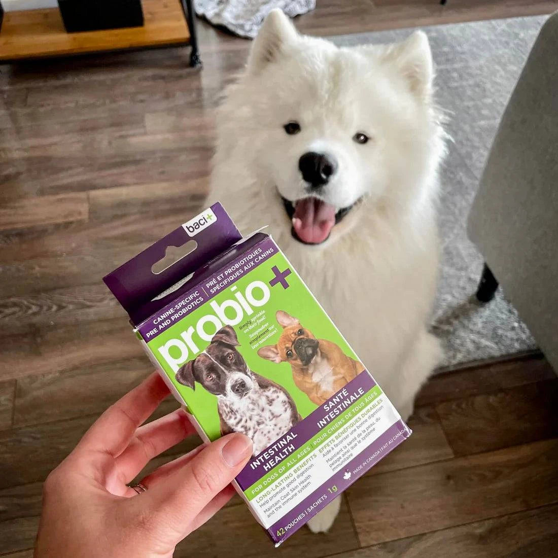 Solutions Probio – Pré & Probiotiques Naturels pour Chiens & Chiots - Montoutous