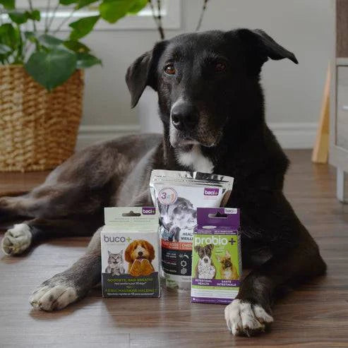 Trousse Vitalité & Soins pour Chiens Vieillissants -15KG – Articulations, Digestion & Hygiène - Montoutous
