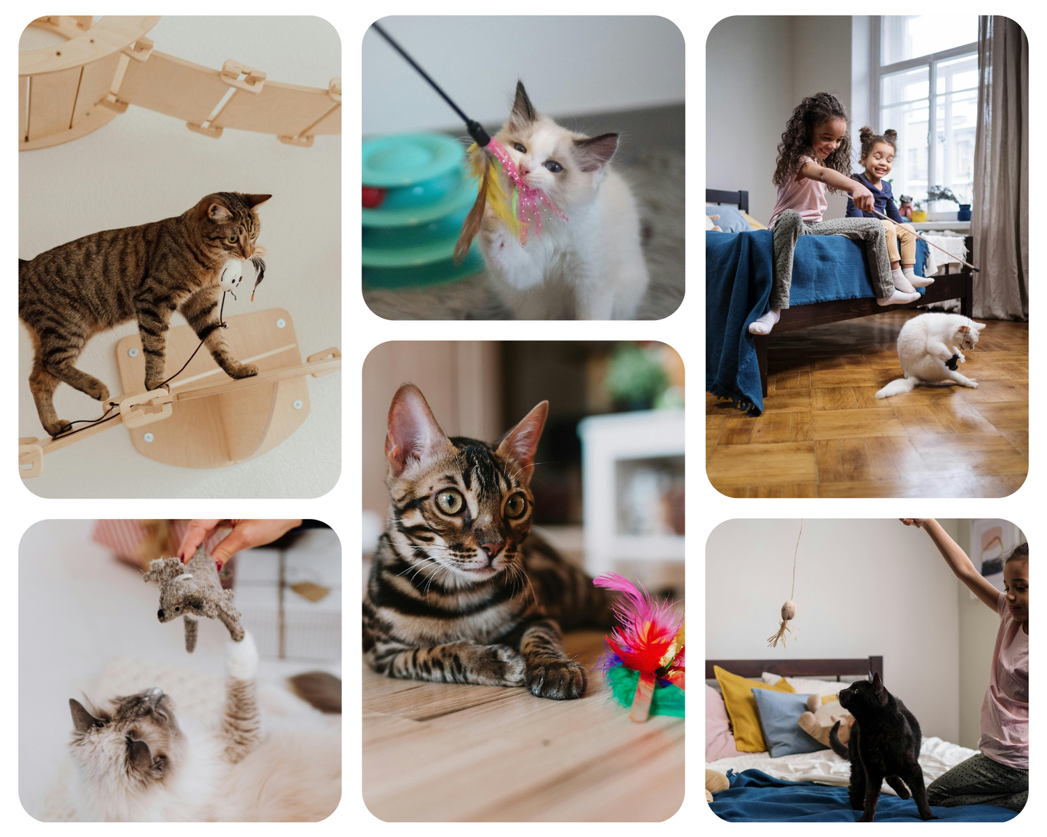 Jouets et Produits de Stimulation pour Chats – Jeu, Détente et Éveil