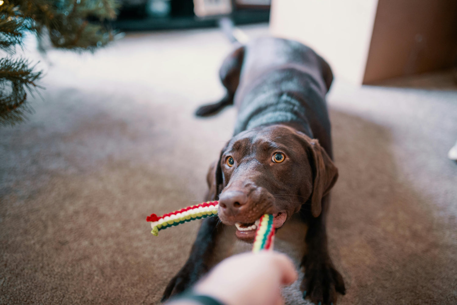Jouets et Produits de Stimulation pour Chiens – Qualité, Jeu et Bien-Être