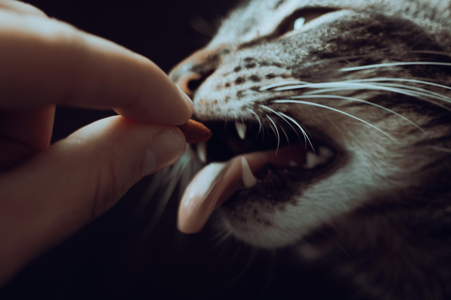 Produits Naturels et Homéopathiques pour Chats – Santé, Bien-Être et Fabrication Locale