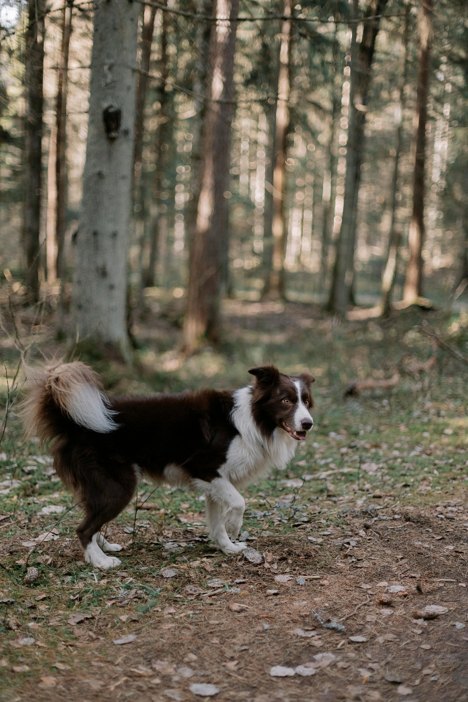 Produits Homéopatique Chien