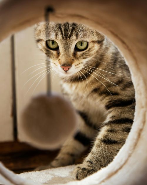 Articles pour chat