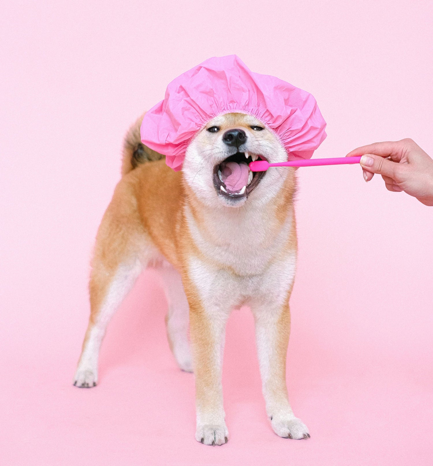 Accessoires de Toilettage pour Chiens – Entretien, Soin et Bien-Être