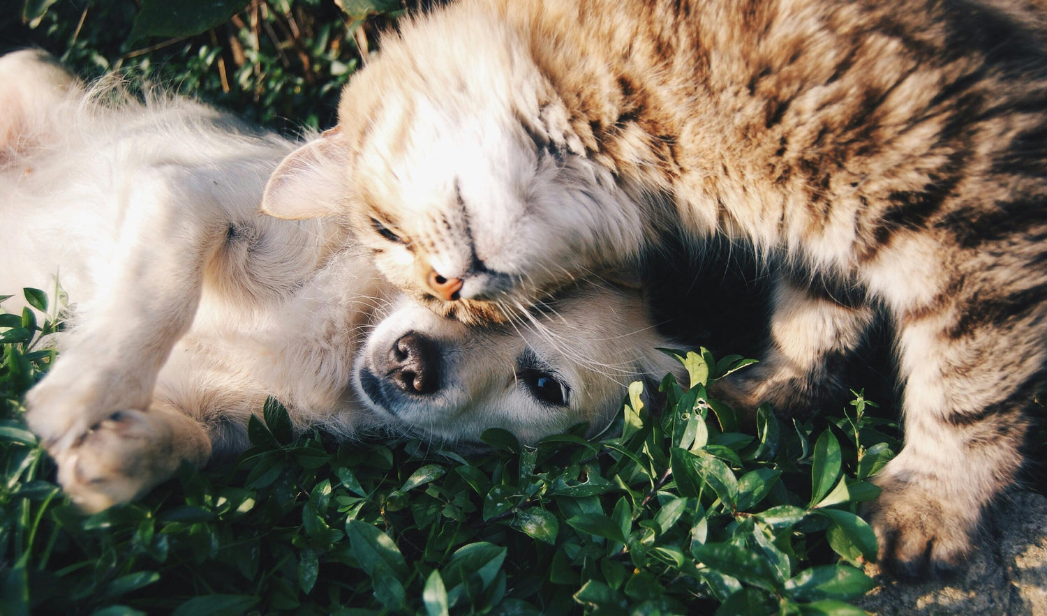 Produits Naturels et Homéopathiques pour Chiens – Santé, Bien-Être et Fabrication Locale