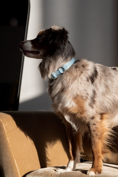 Ensemble Cloud – Harnais, Collier et Laisse pour Chien