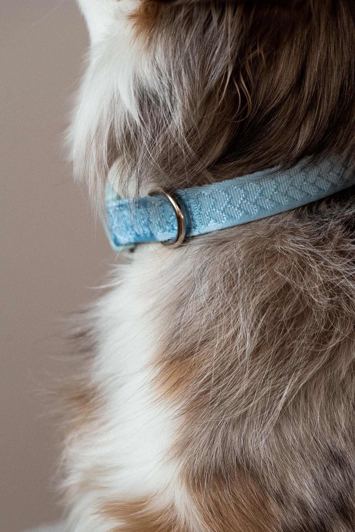 Ensemble Cloud – Harnais, Collier et Laisse pour Chien