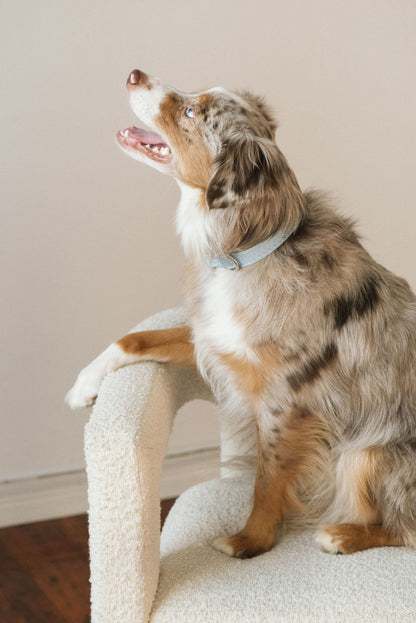 Ensemble Cloud – Harnais, Collier et Laisse pour Chien