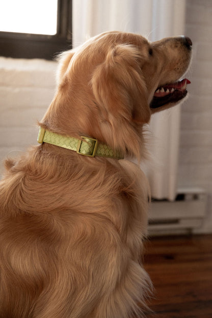 Ensemble Matcha – Harnais, Collier et Laisse pour Chien