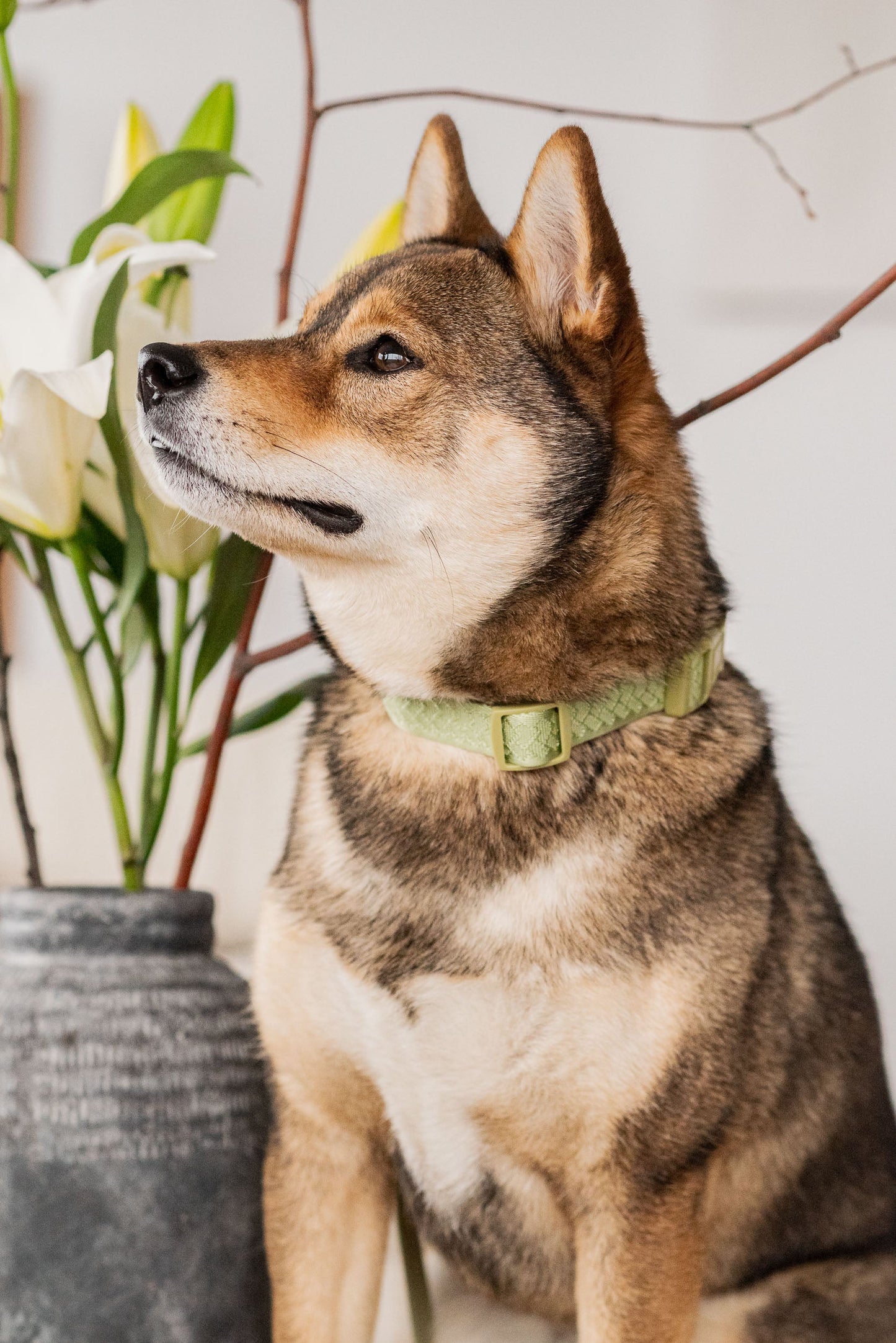 Ensemble Matcha – Harnais, Collier et Laisse pour Chien