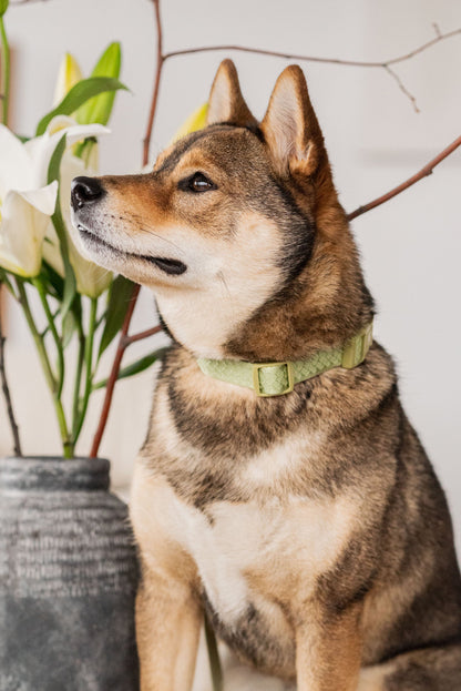 Ensemble Matcha – Harnais, Collier et Laisse pour Chien