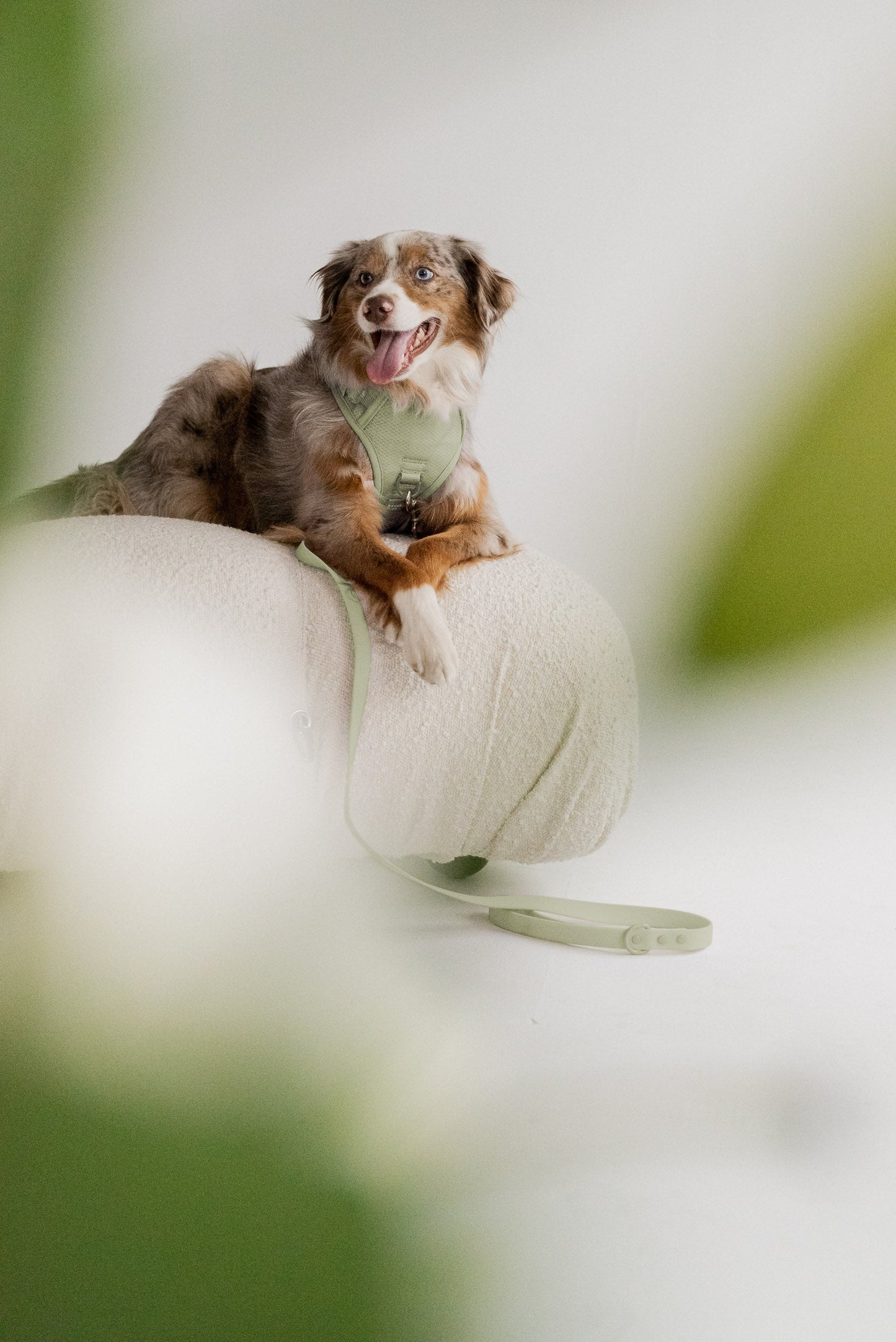 Ensemble Matcha – Harnais, Collier et Laisse pour Chien