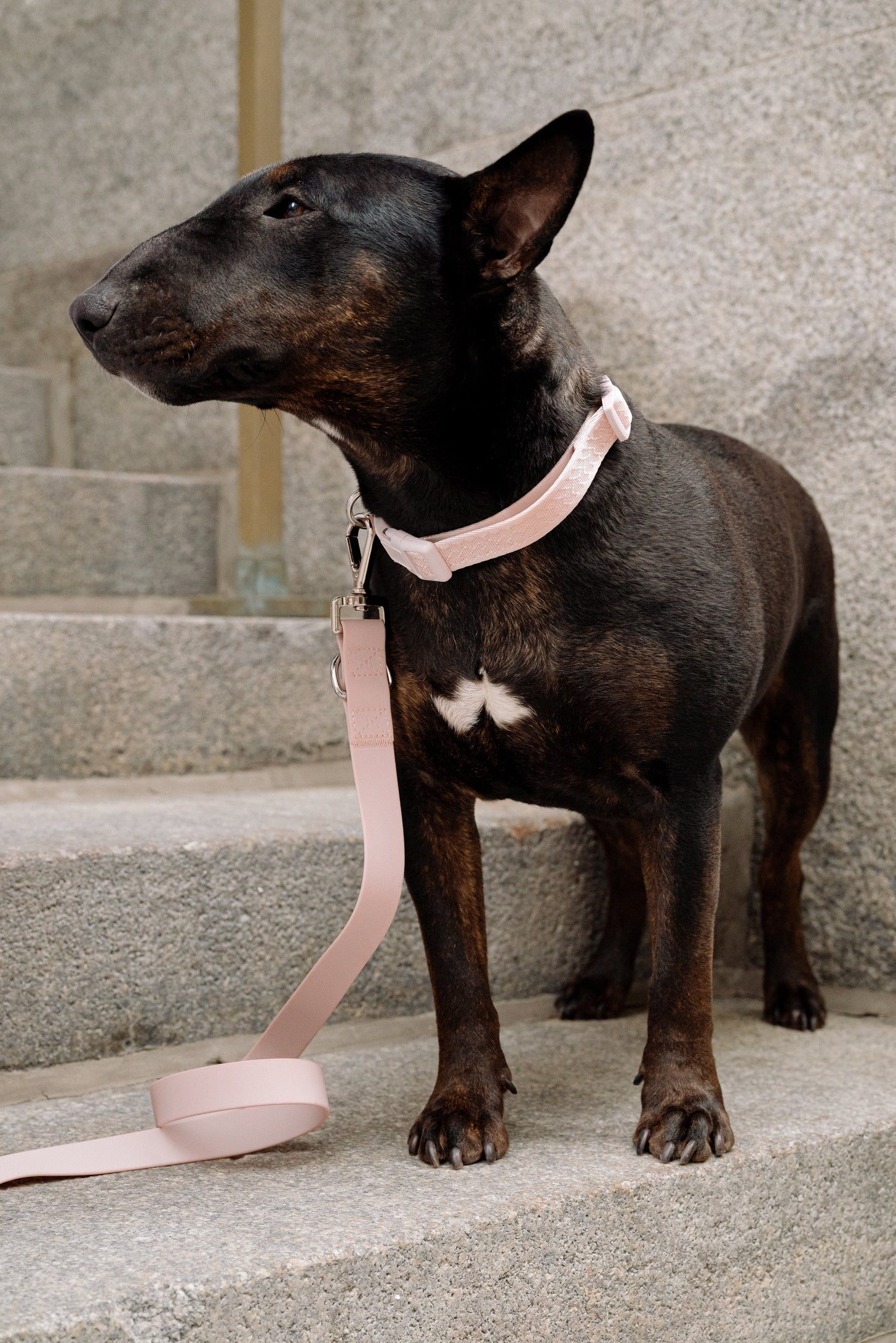 Ensemble Lychee – Harnais, Collier et Laisse pour Chien