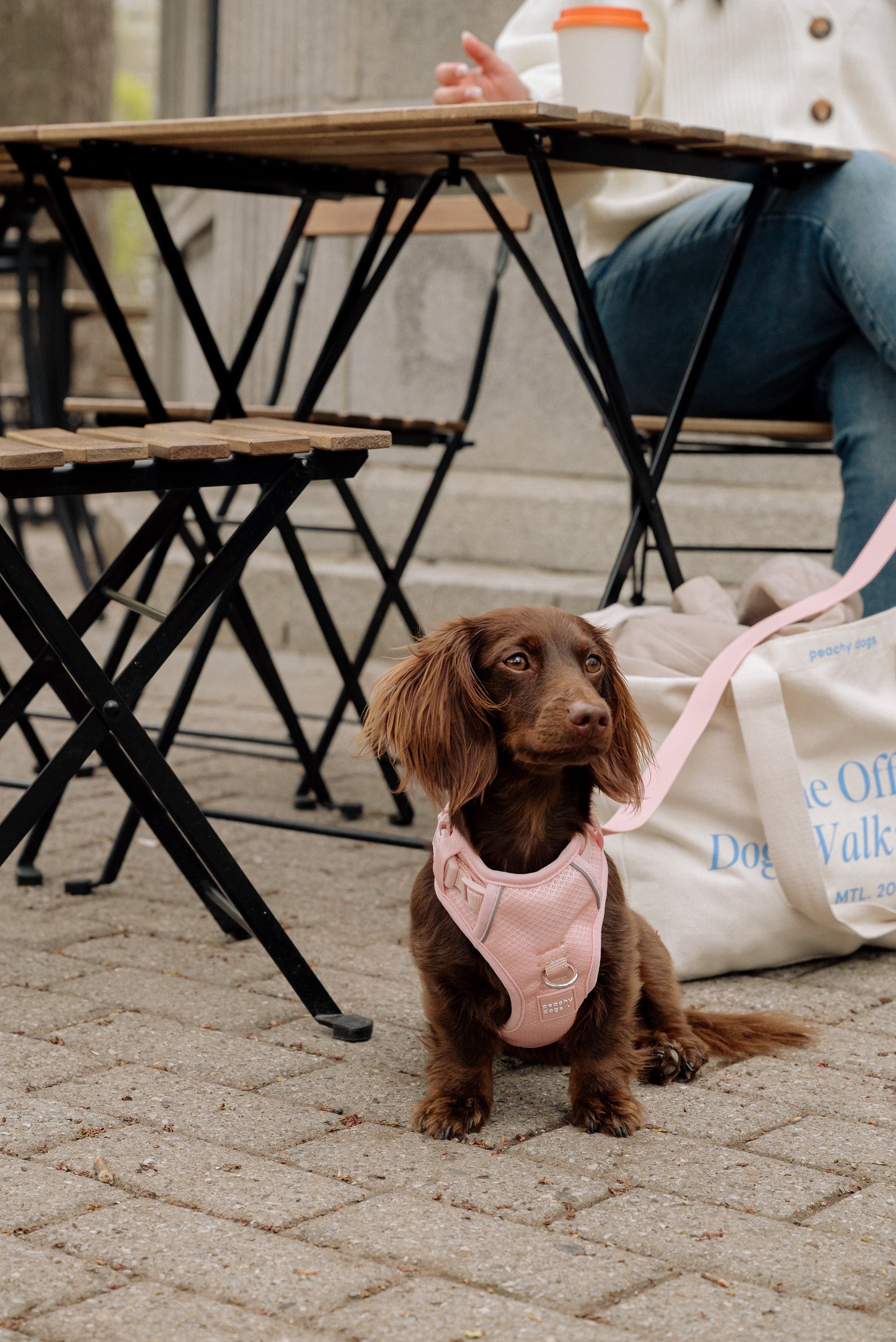 Ensemble Lychee – Harnais, Collier et Laisse pour Chien