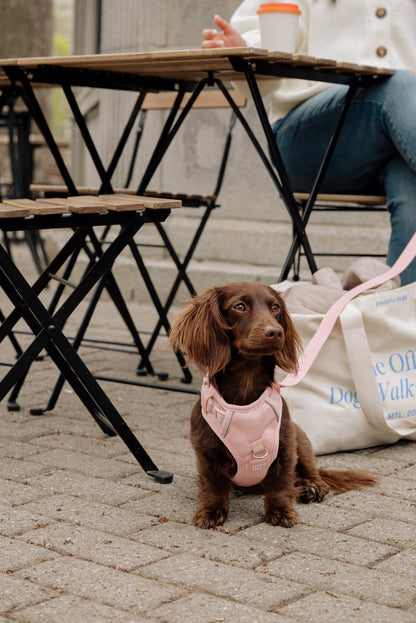 Ensemble Lychee – Harnais, Collier et Laisse pour Chien