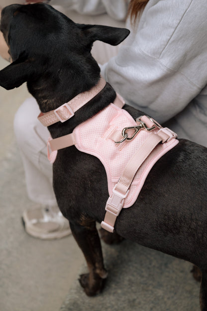 Ensemble Lychee – Harnais, Collier et Laisse pour Chien