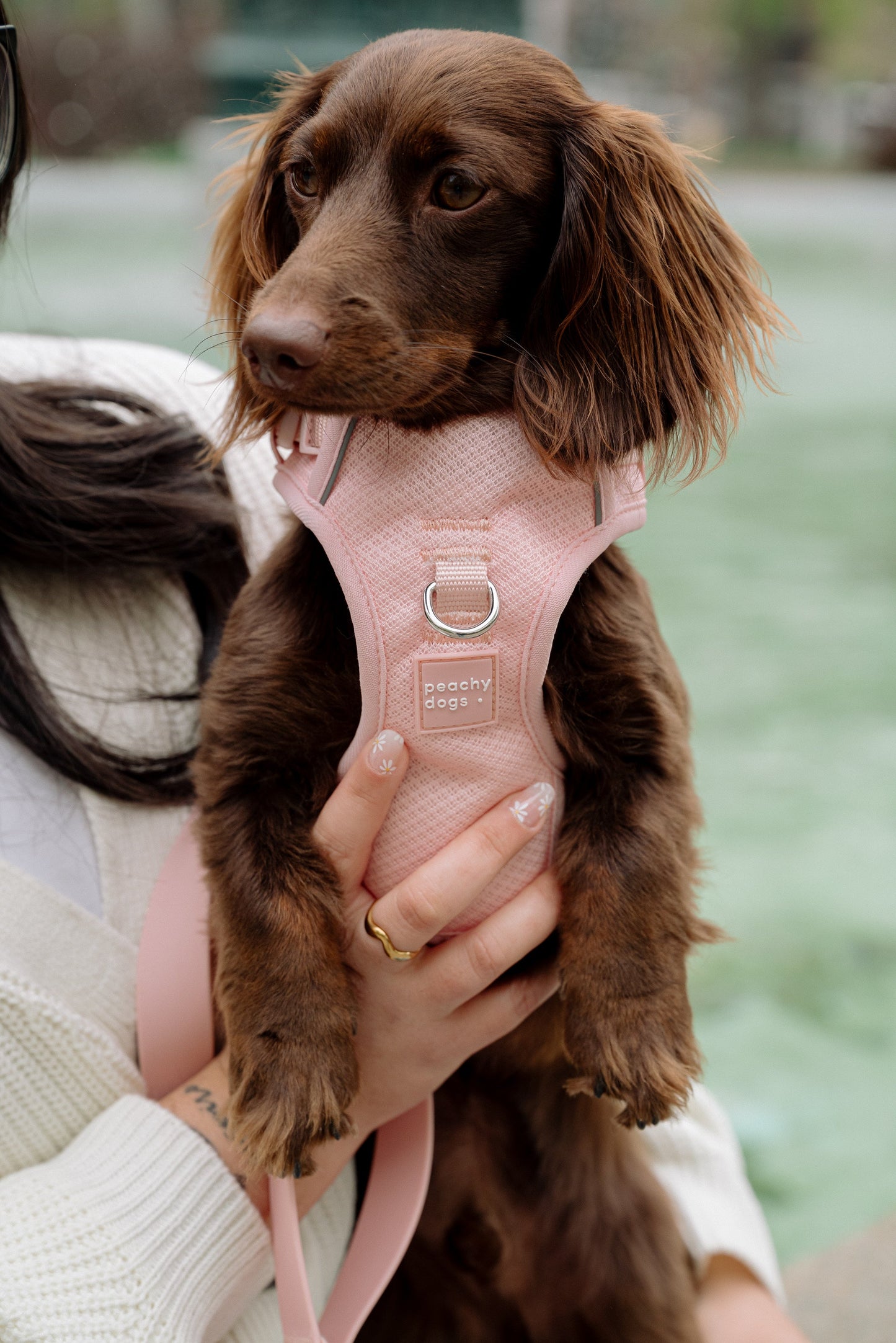 Ensemble Lychee – Harnais, Collier et Laisse pour Chien
