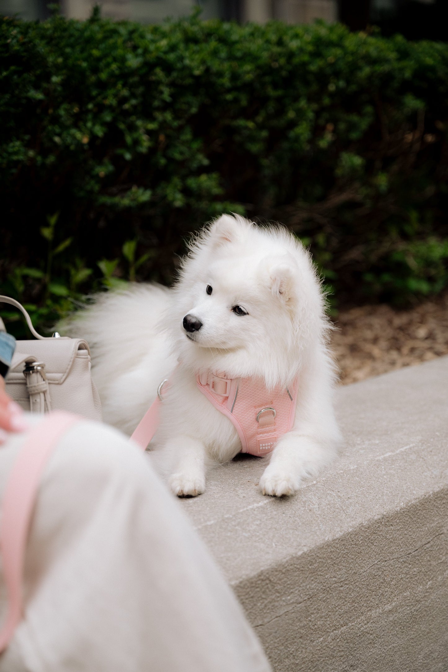 Ensemble Lychee – Harnais, Collier et Laisse pour Chien