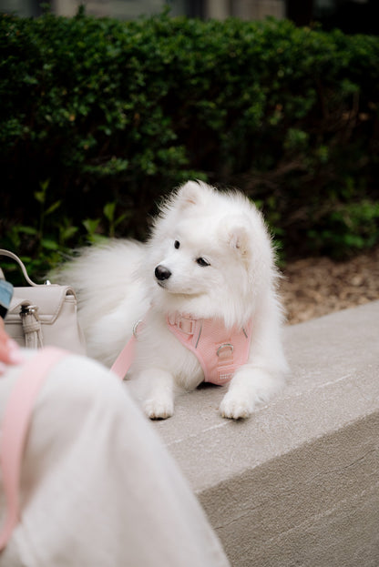 Ensemble Lychee – Harnais, Collier et Laisse pour Chien