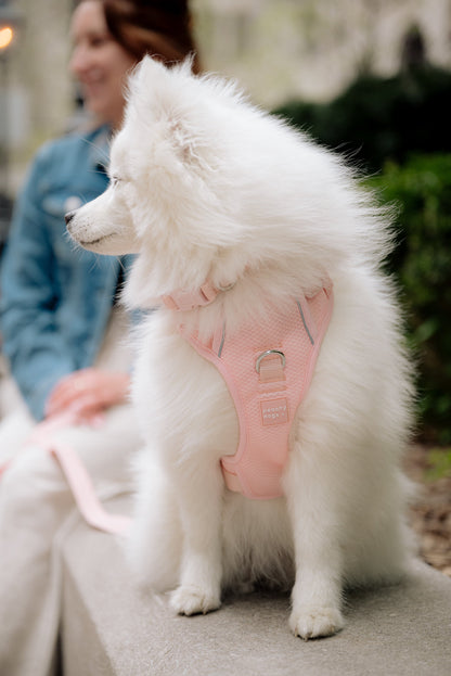 Ensemble Lychee – Harnais, Collier et Laisse pour Chien