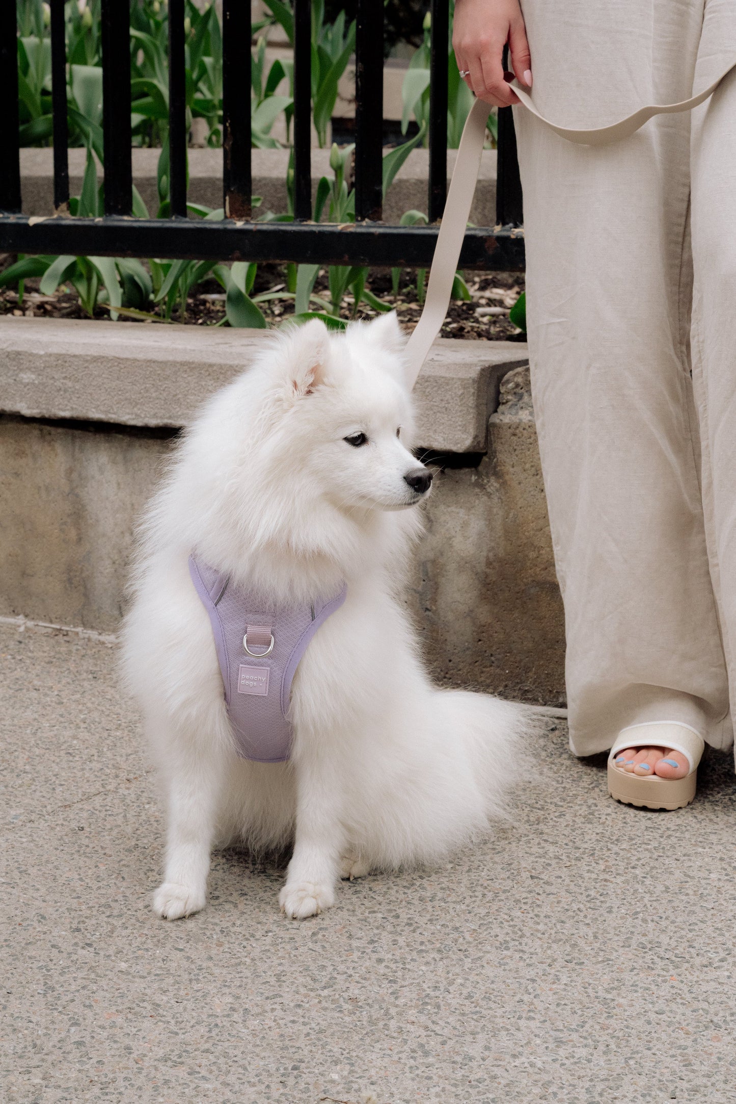 Ensemble Lilas – Harnais, Collier et Laisse pour Chien