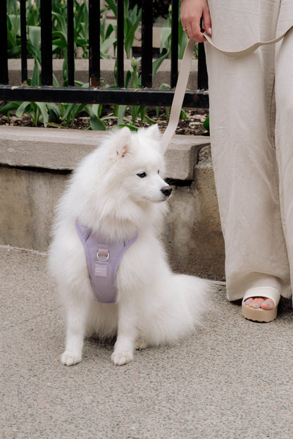 Ensemble Lilas – Harnais, Collier et Laisse pour Chien