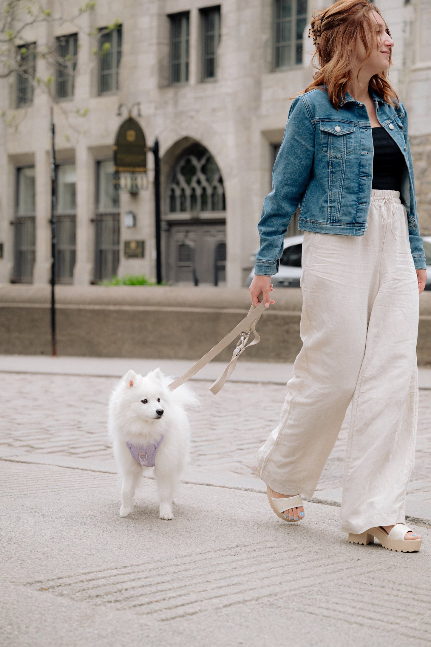 Ensemble Lilas – Harnais, Collier et Laisse pour Chien