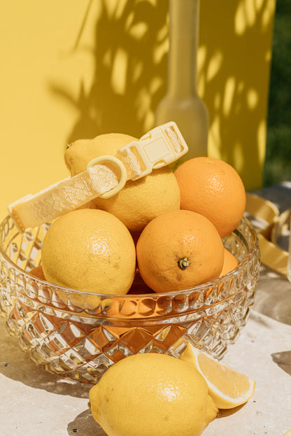 Ensemble Limoncello – Harnais, Collier et Laisse pour Chien