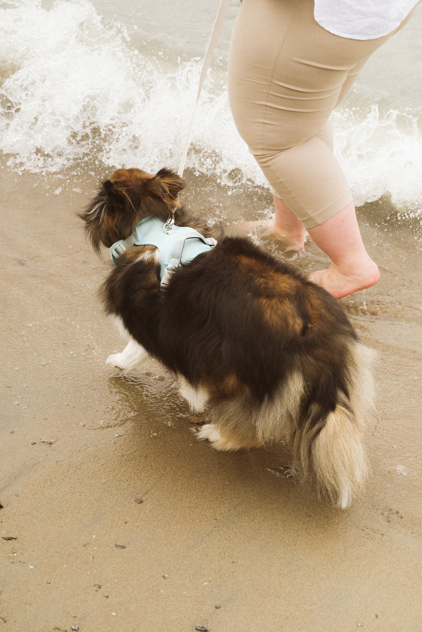 Ensemble Breeze – Harnais, Collier et Laisse pour Chien