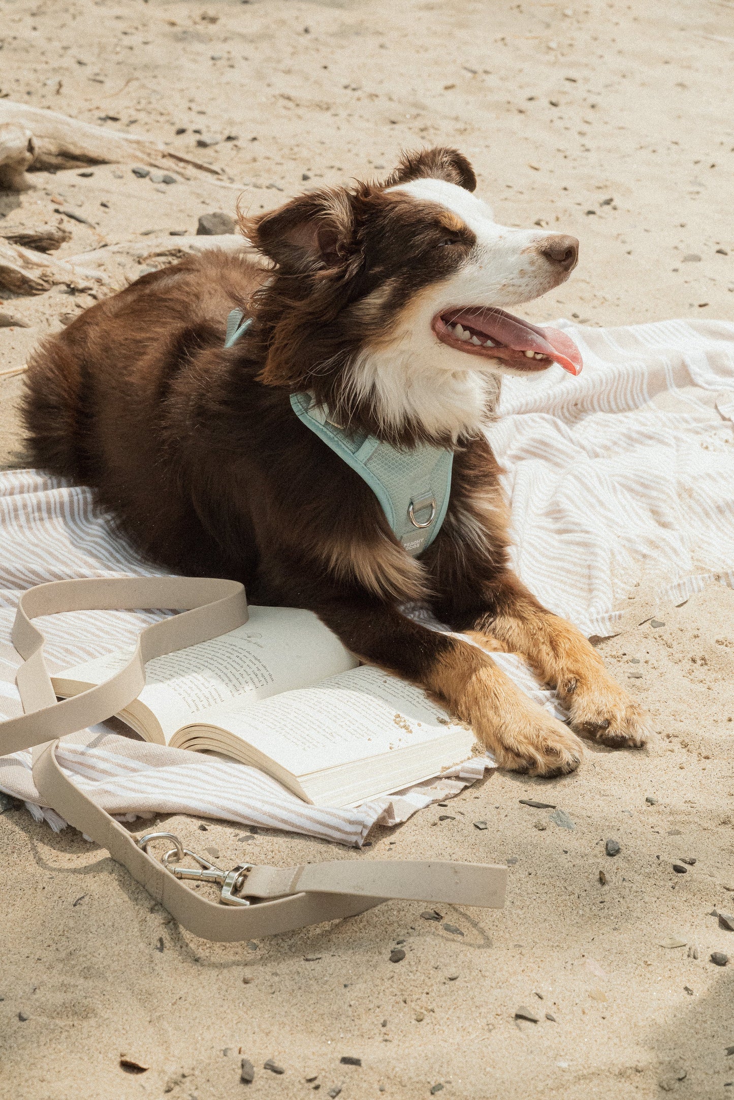 Ensemble Breeze – Harnais, Collier et Laisse pour Chien