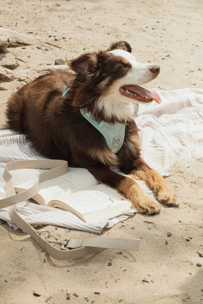 Ensemble Breeze – Harnais, Collier et Laisse pour Chien