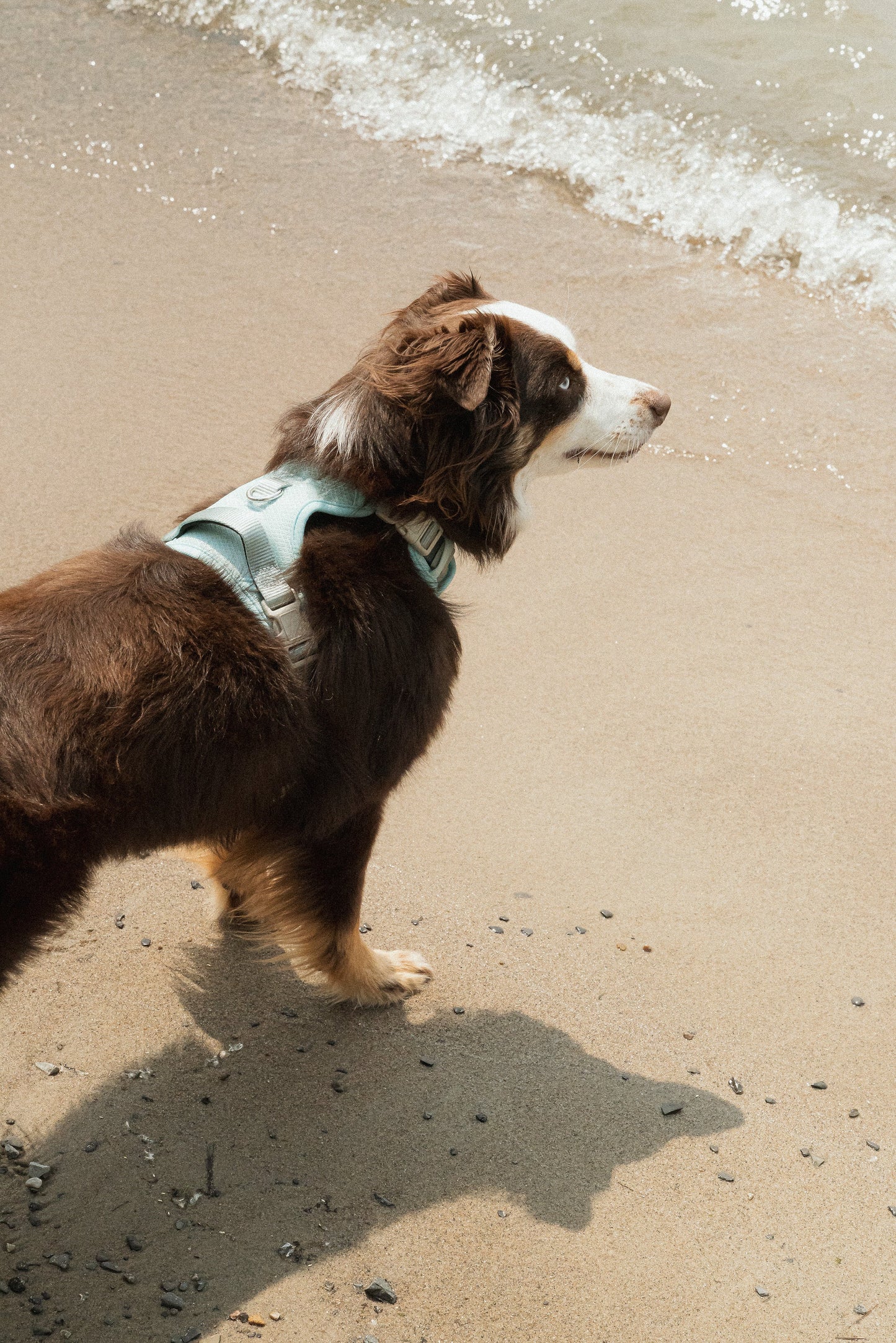 Ensemble Breeze – Harnais, Collier et Laisse pour Chien